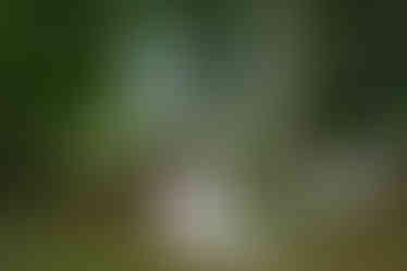 LOTR wedding, LOTR wedding ireland, LOTR wedding wicklow, LOTR wedding photographer, fantasy wedding, fantasy wedding ireland, fantasy wedding photographer, alternative wedding, alternative wedding wicklow, alternative wedding ireland, alternative wedding photographer, alternative wedding photographer ireland, wicklow escape, wicklow escape wedding, wicklow escape wedding photographer, wicklow escape wedding venue,wicklow escape venue, wicklow escape prices, wedding venue wicklow, alternative wedding venue, emma may wedding photography, woodland wedding, woodland wedding venue, dog friendly venue, dog friendly wedding, dog friendly wedding venue wicklow