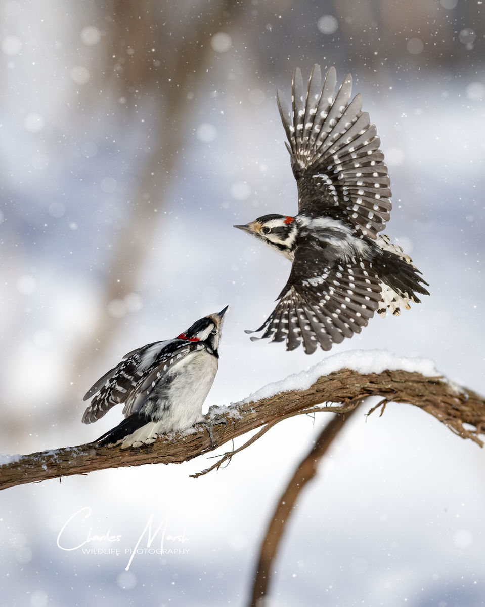 MVS_6946-Edit-2-Edit-Edit-1.jpg