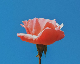 Image of a flower