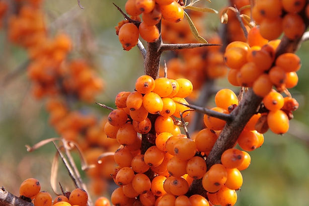frbuckthorn_fruits_healthy_sea-image-kybc28vu.jpg