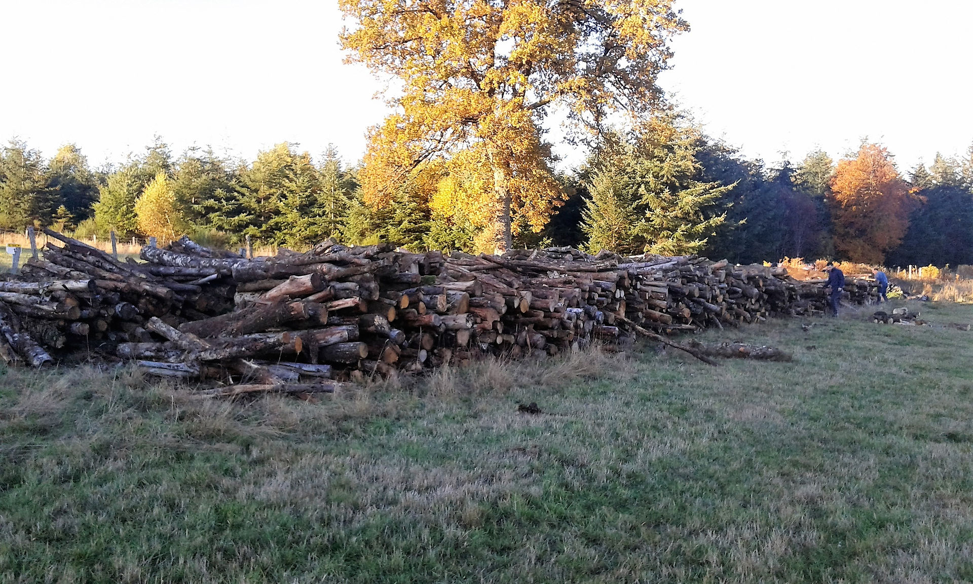 bois16-101
