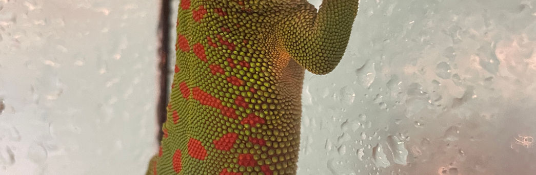 Day gecko