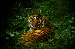 Tigre17