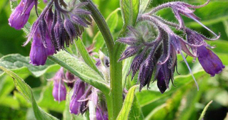 ATELIER : Soins naturels des plantes et du potager SAMEDI 13 JUILLET