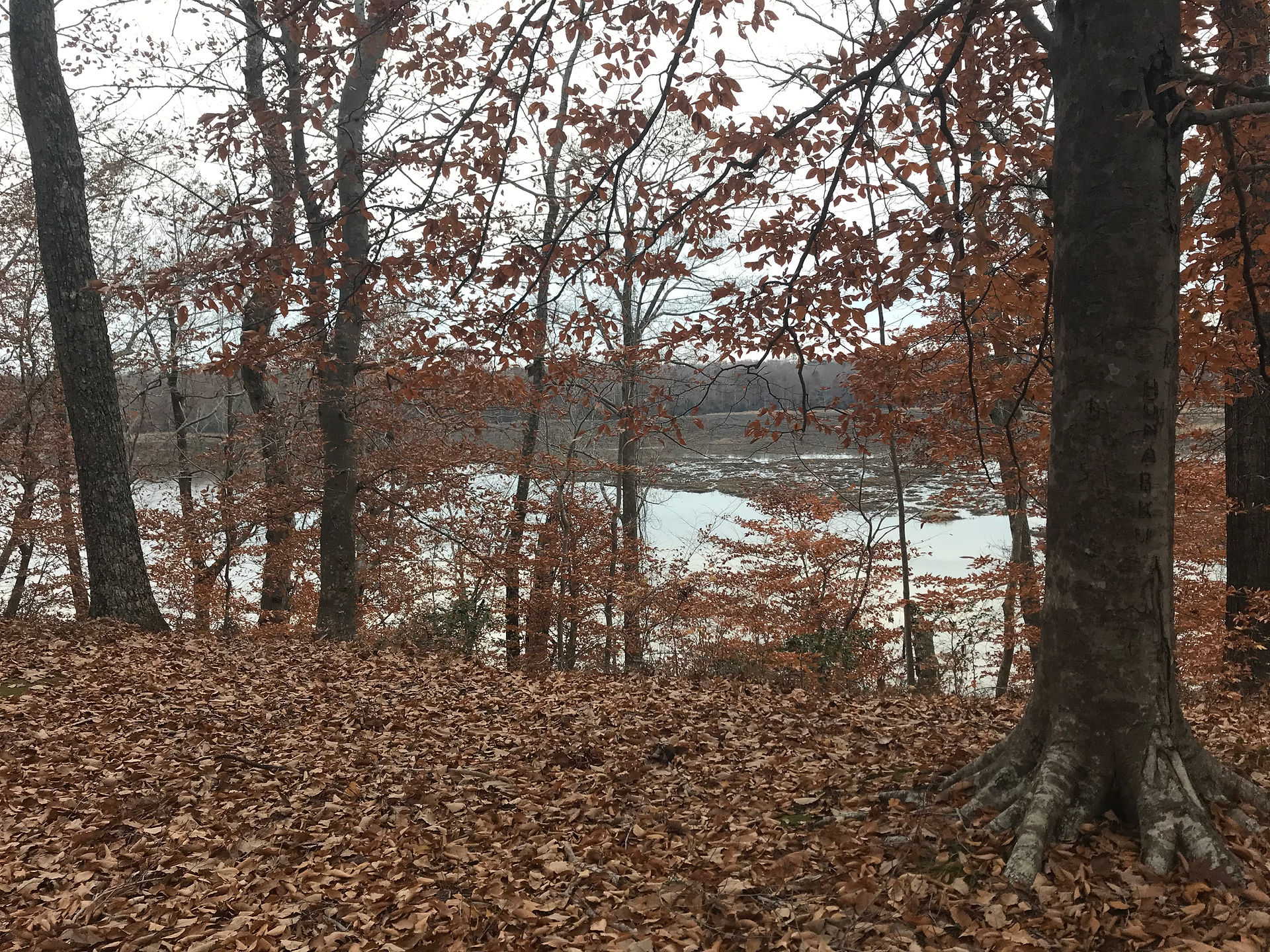 View of Gray's Creek from the Fort