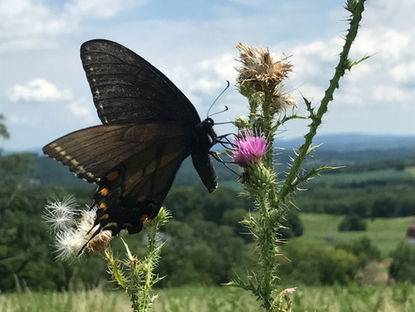 Sky Meadows State Park