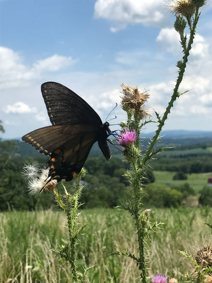 Sky Meadows State Park