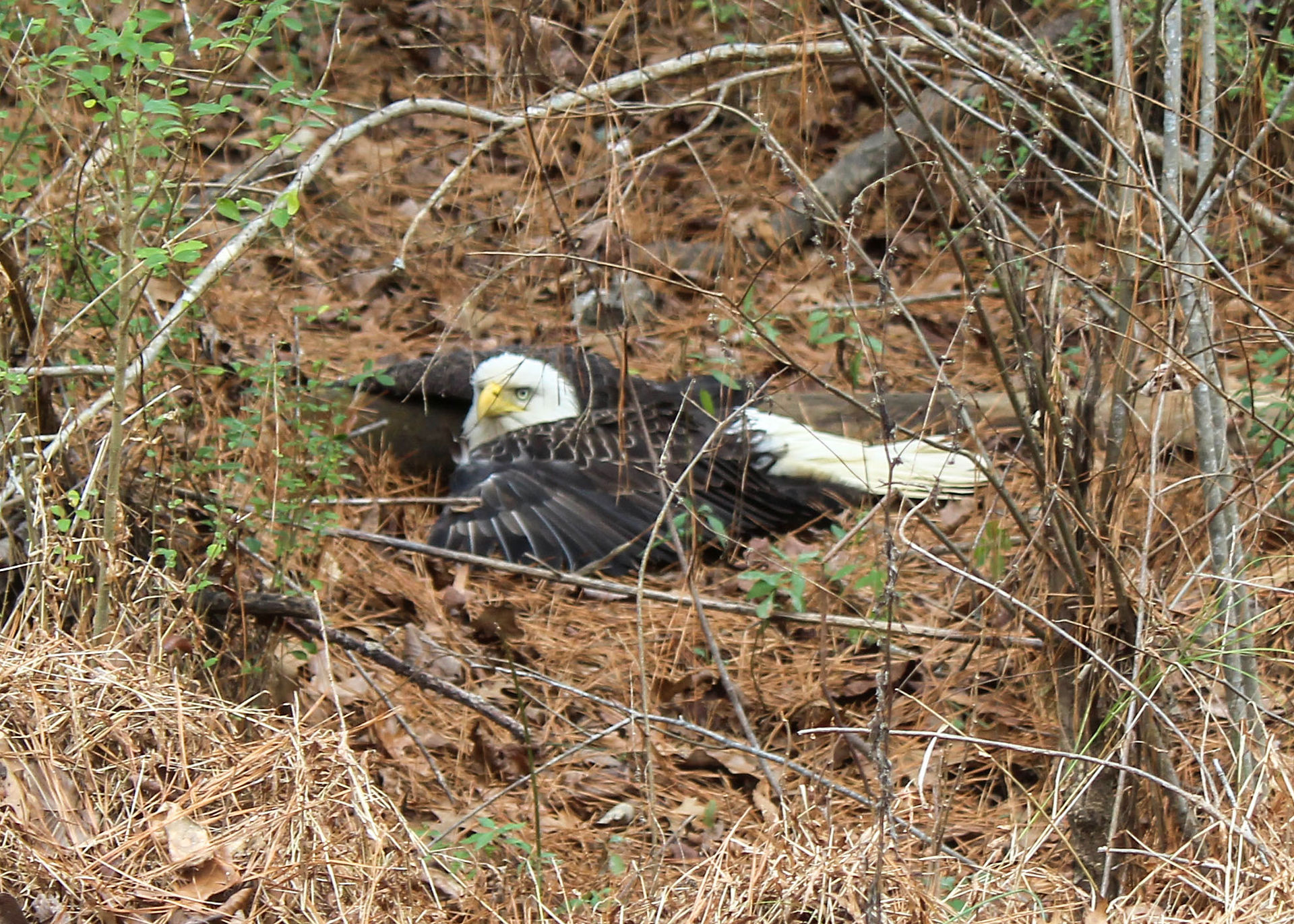 Bald Eagle