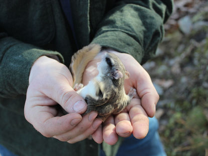 Trail Trials: Signal Knob