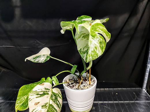 Monstera Albo Variegata | Tropical Rare Plants