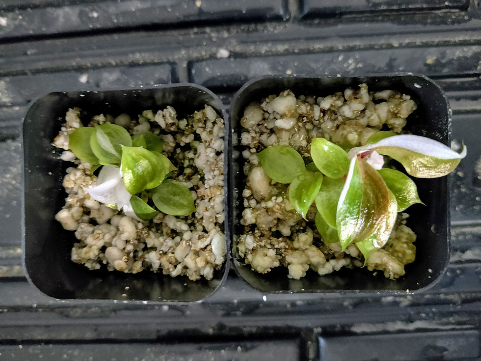 Seedling - White Knight