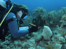 MSC Foundation Mobilises Regional Experts to Help Protect Caribbean Reefs