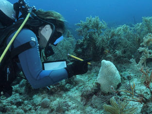 MSC Foundation Mobilises Regional Experts to Help Protect Caribbean Reefs