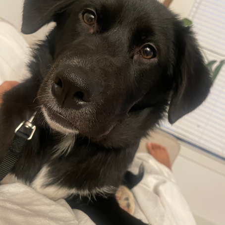 Fostering Nala: The Story of How We Fostered Nala