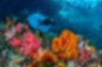 dive