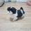 Miniature : Chiot Shih tzu femelle tricolore non LOF