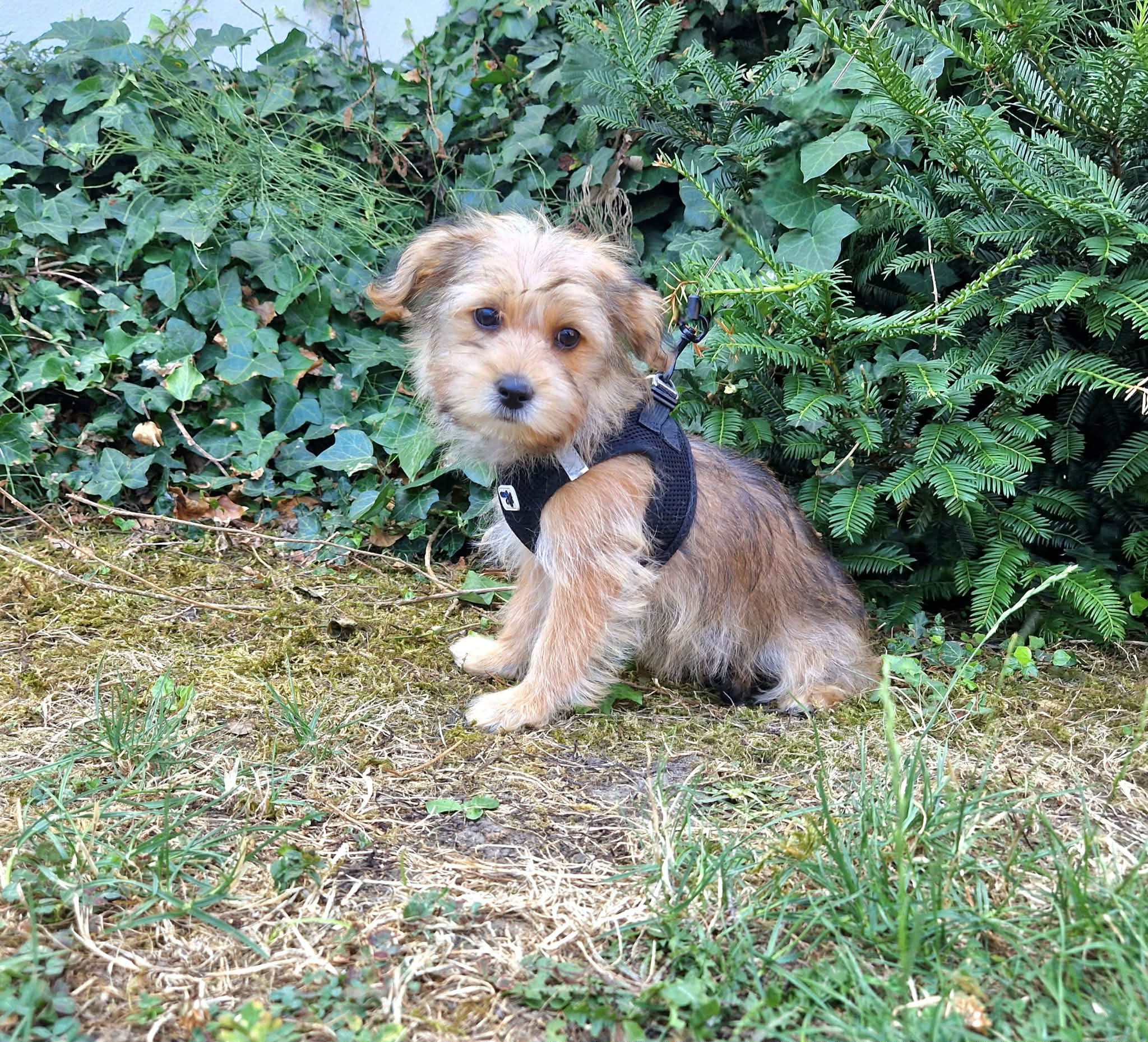 Bora, Chiot Coton x yorkshire femelle non LOF
