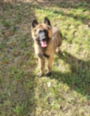 Boston, Chiot Berger Belge Tervueren mâle non LOF