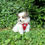 Miniature : Ariette et Alba, Chiots Epagneul nain continental Papillon femelles non LOF