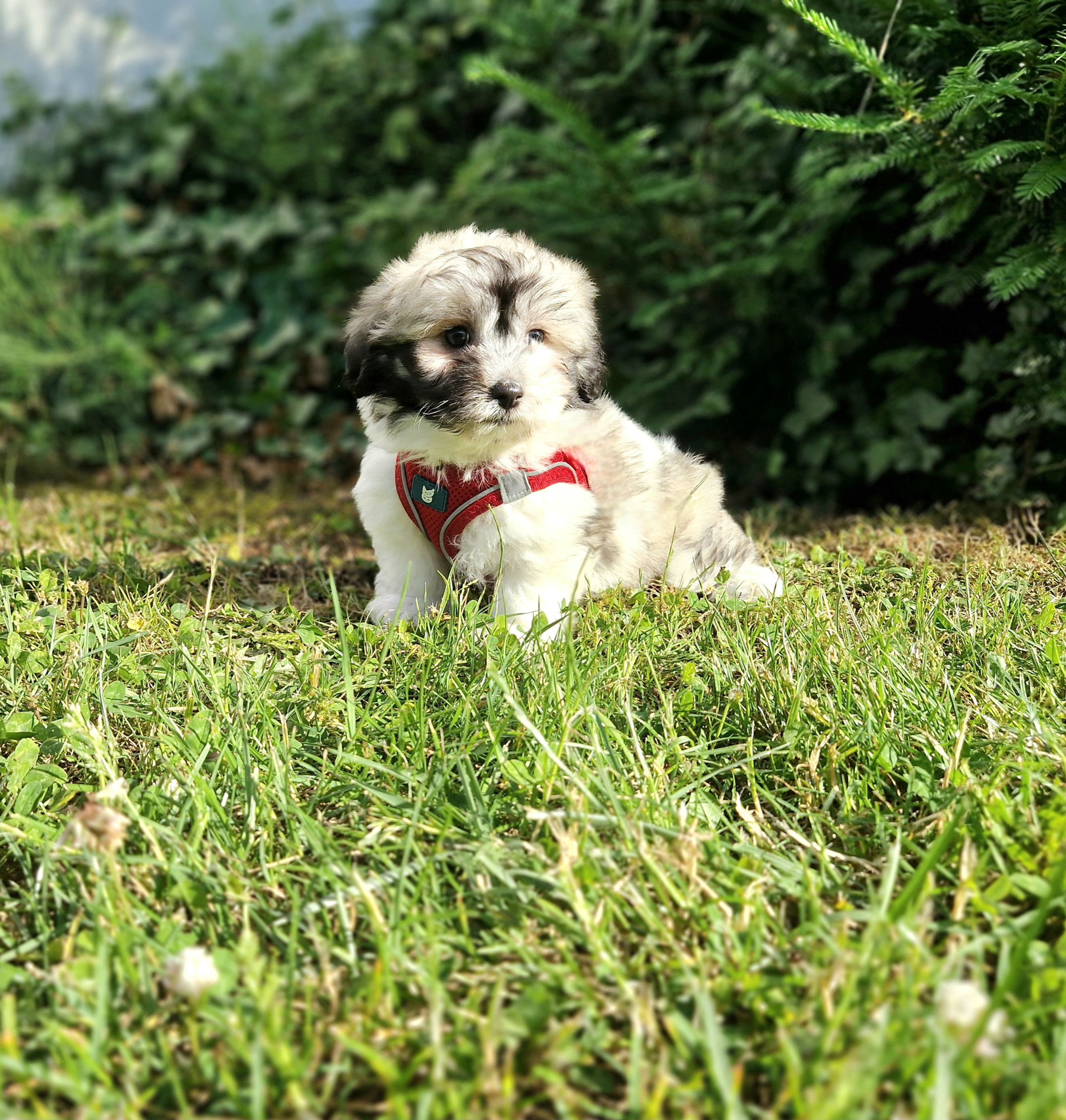 Bijou et Birdy , chiots Coton de Tuléar non LOF 
