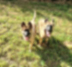 Miniature : Boston, Chiot Berger Belge Tervueren mâle non LOF