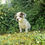 Miniature : Chiot Jack russel x chihuahua mâle blanc et merle non LOF