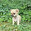 Miniature : Arrow, Chiot Chihuahua  mâle non LOF
