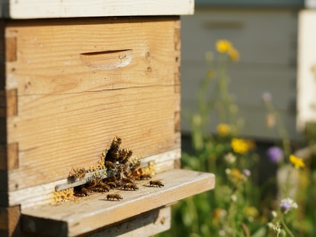 All About Gravesyard Apiary in New Castle