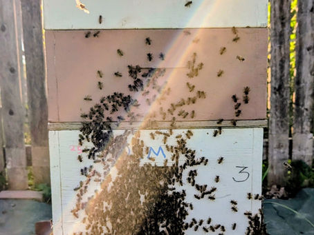 Honey Bees: Surviving Extreme Heat and How You Can Help!