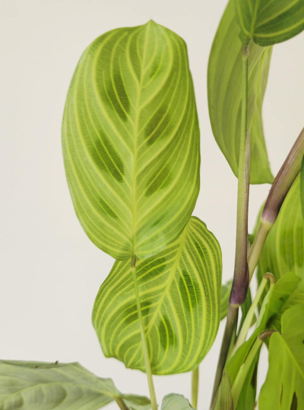 Thumbnail: Maranta Light Veins