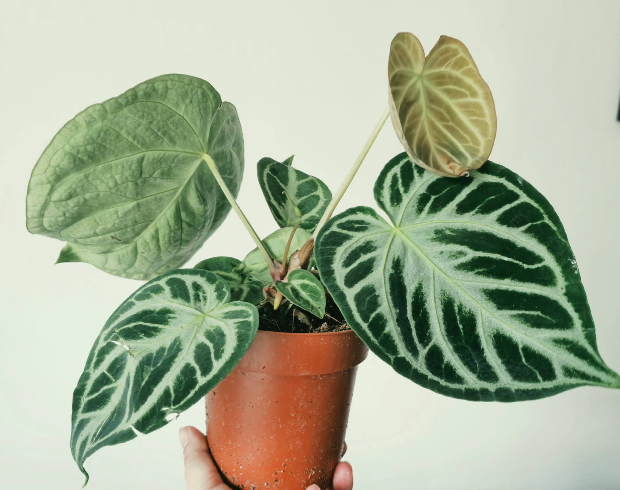 Anthurium Silver Blush