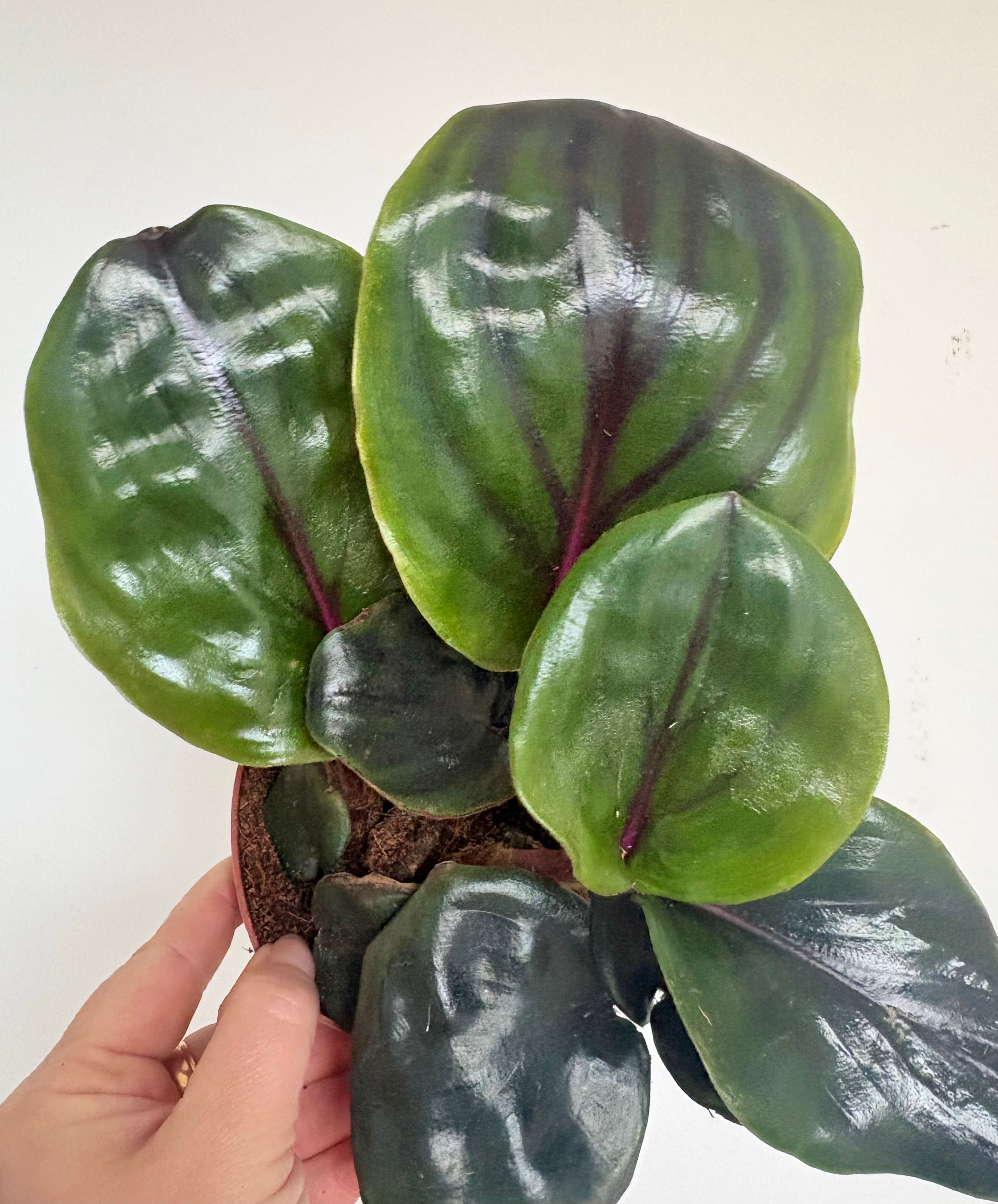 Geogenanthus Ciliatus ‘Midnight Pearl’
