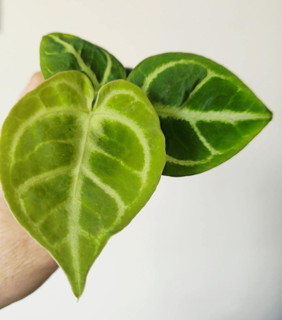 Thumbnail: Anthurium crystallinum ‘Dorayaki’