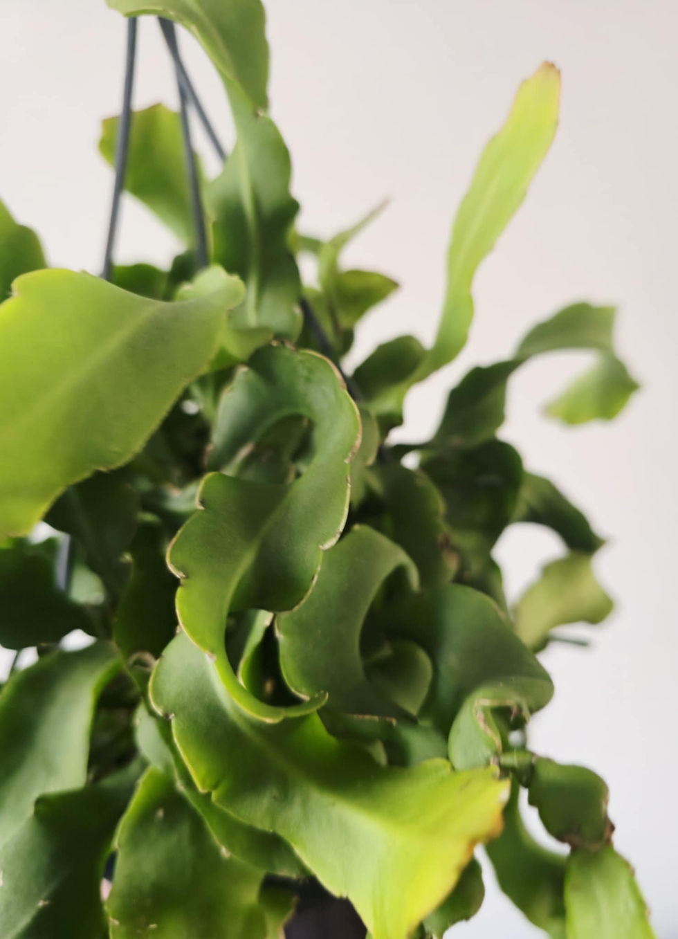 Thumbnail: Epiphyllum guatemalense - Curly Orchid Cactus