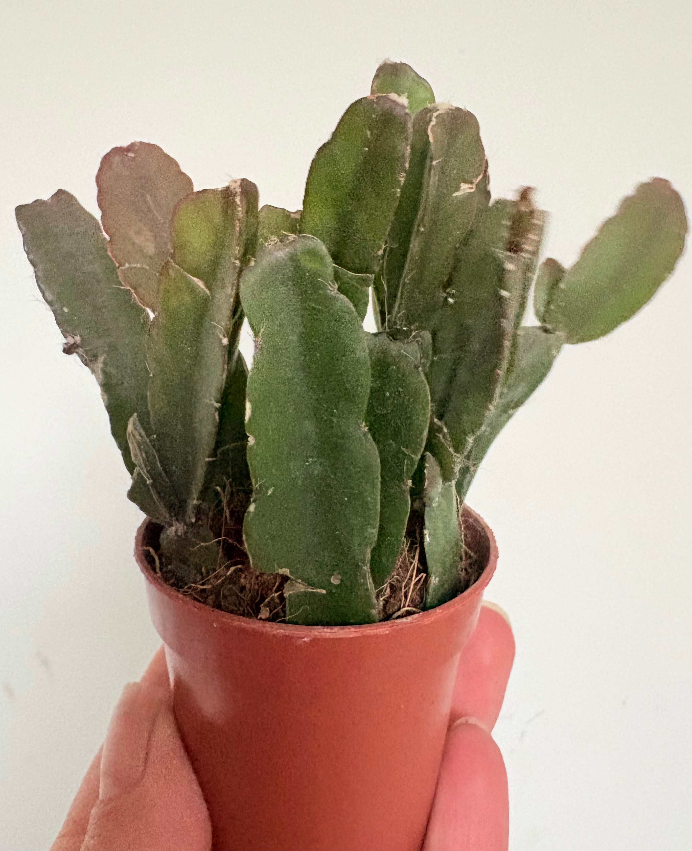 Rhipsalis Agudoensis / Trailing Jungle Cactus