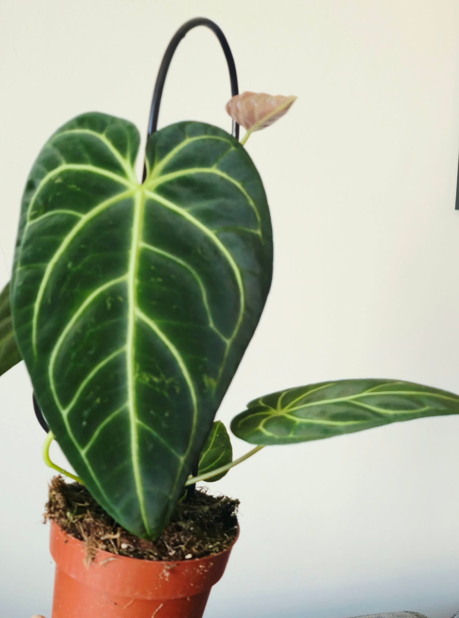 Anthurium Regale