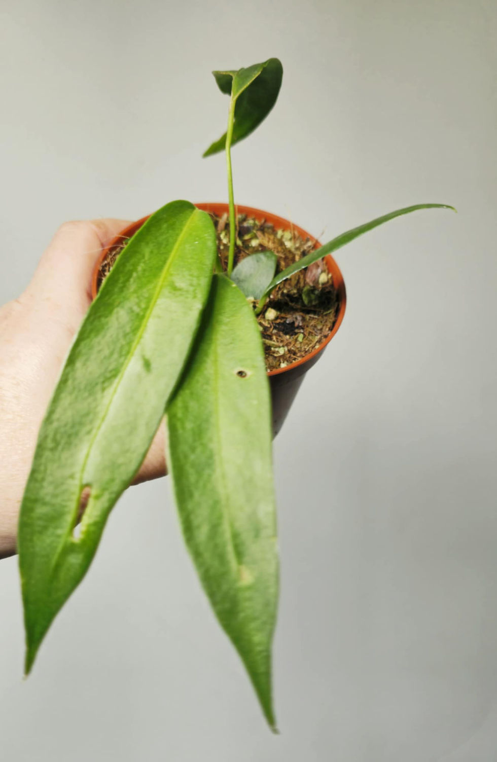 Thumbnail: Anthurium wendlingeri - imperfect 