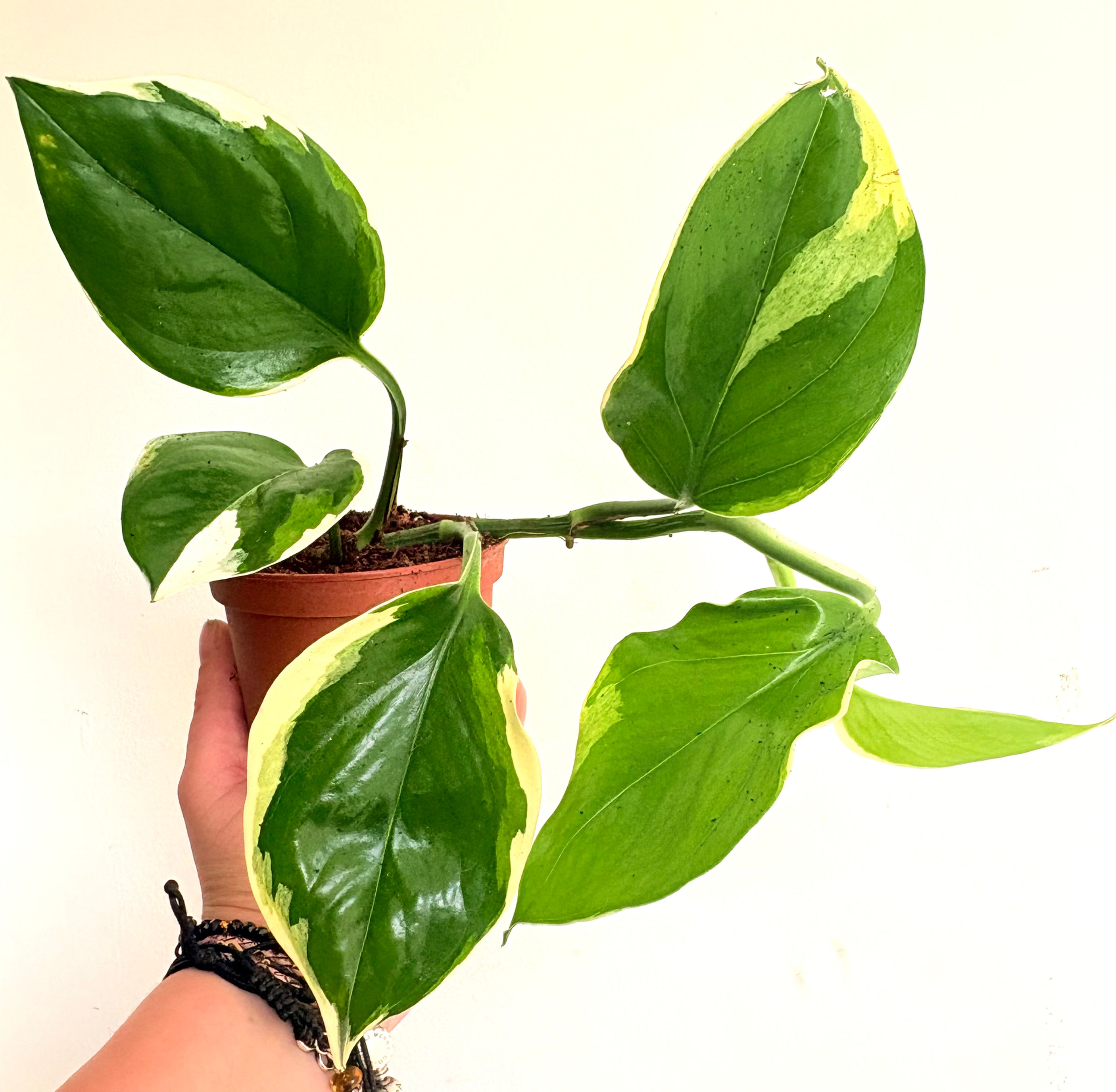 Epipremnum Poonsin