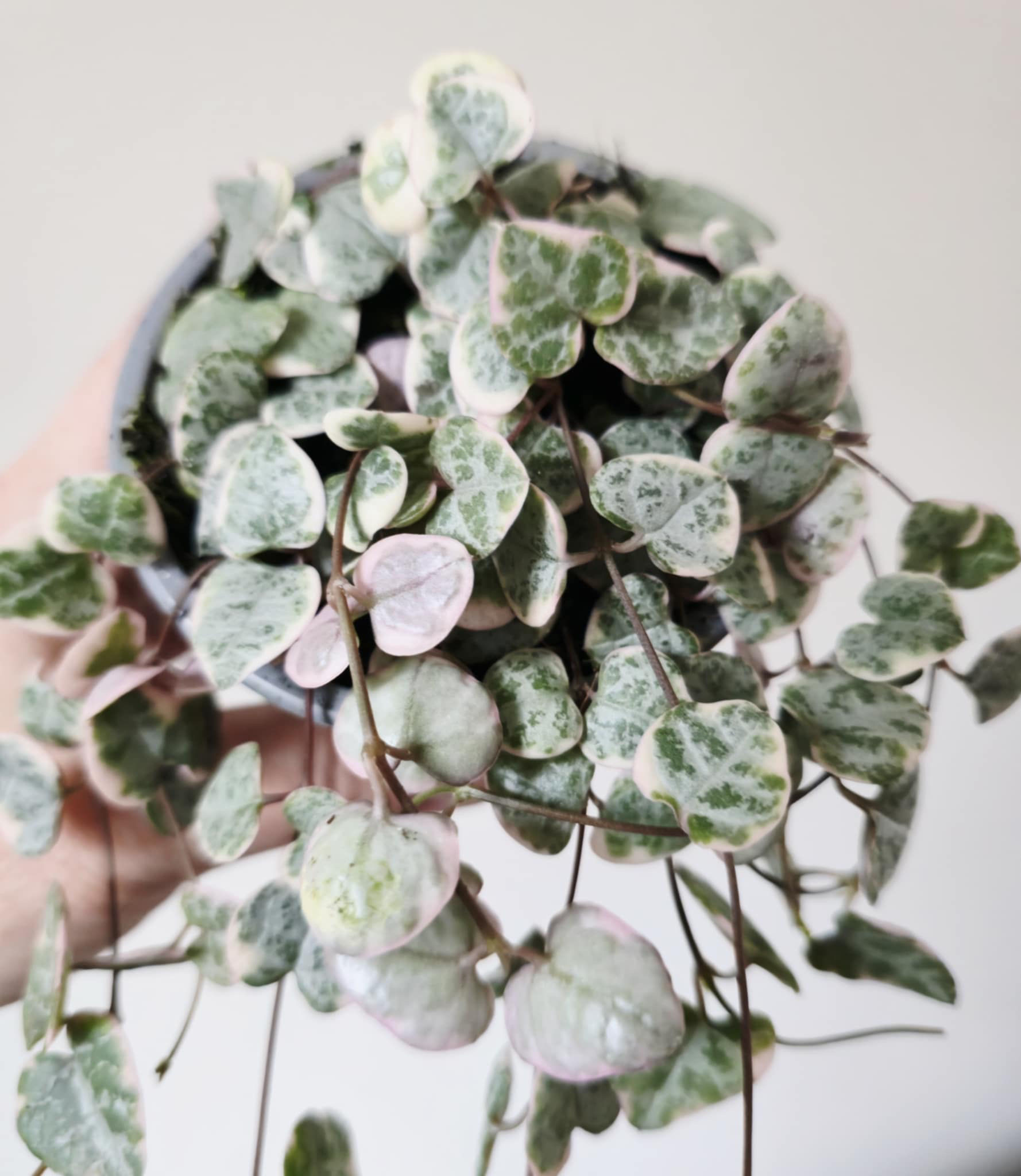Ceropegia woodii ‘Variegata’ - Variegated String of Hearts