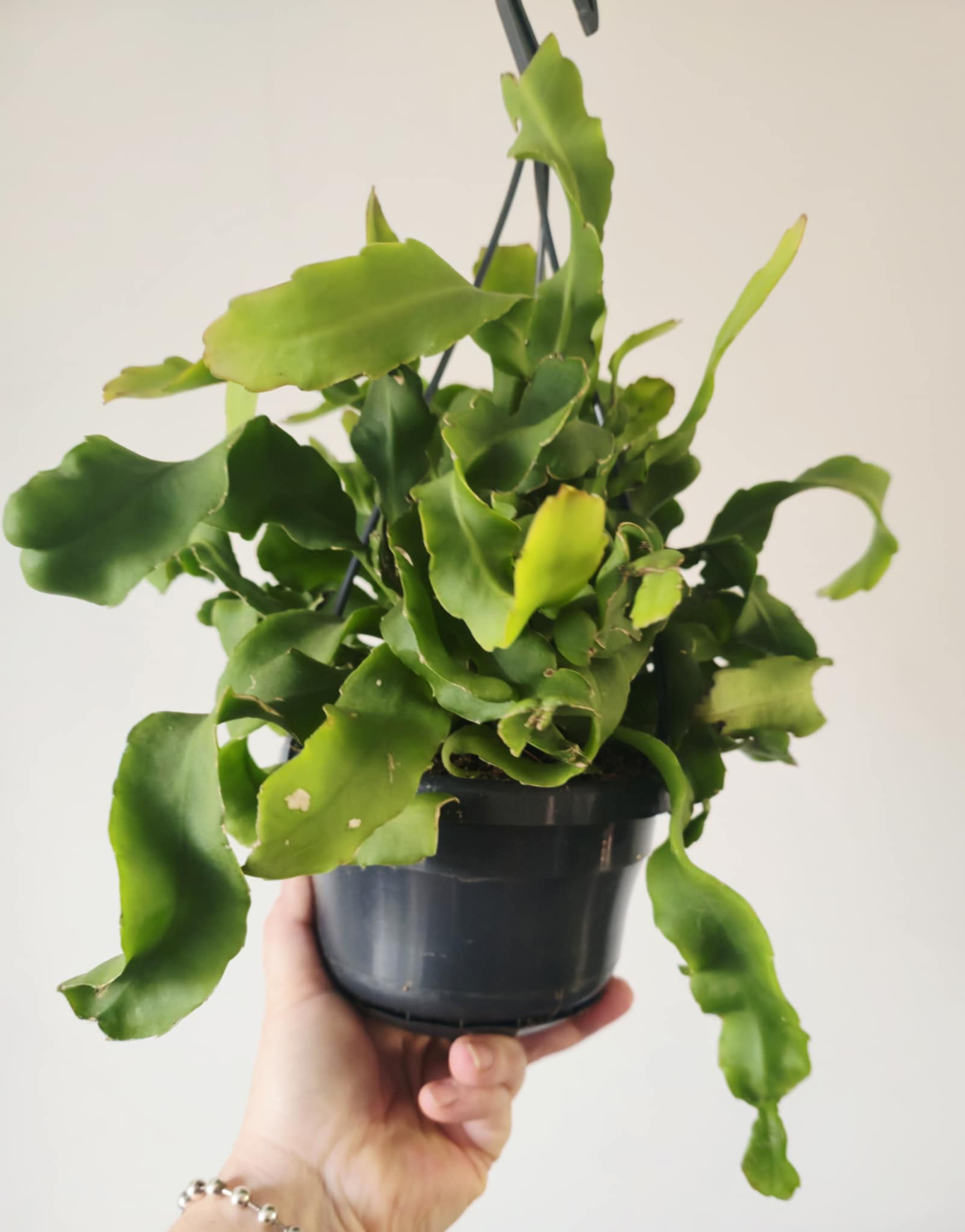 Epiphyllum guatemalense - Curly Orchid Cactus