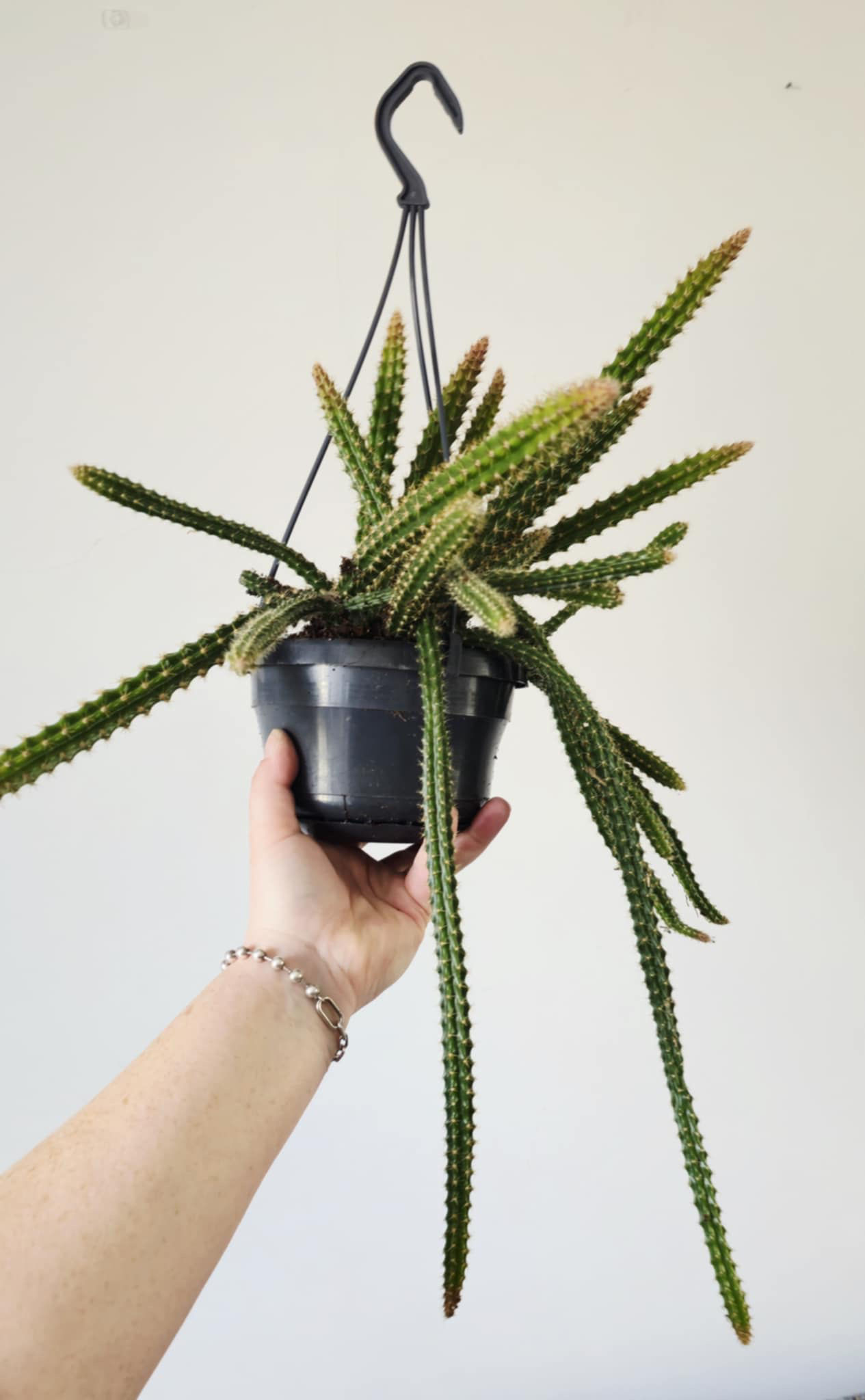 Aporocactus Melisonii