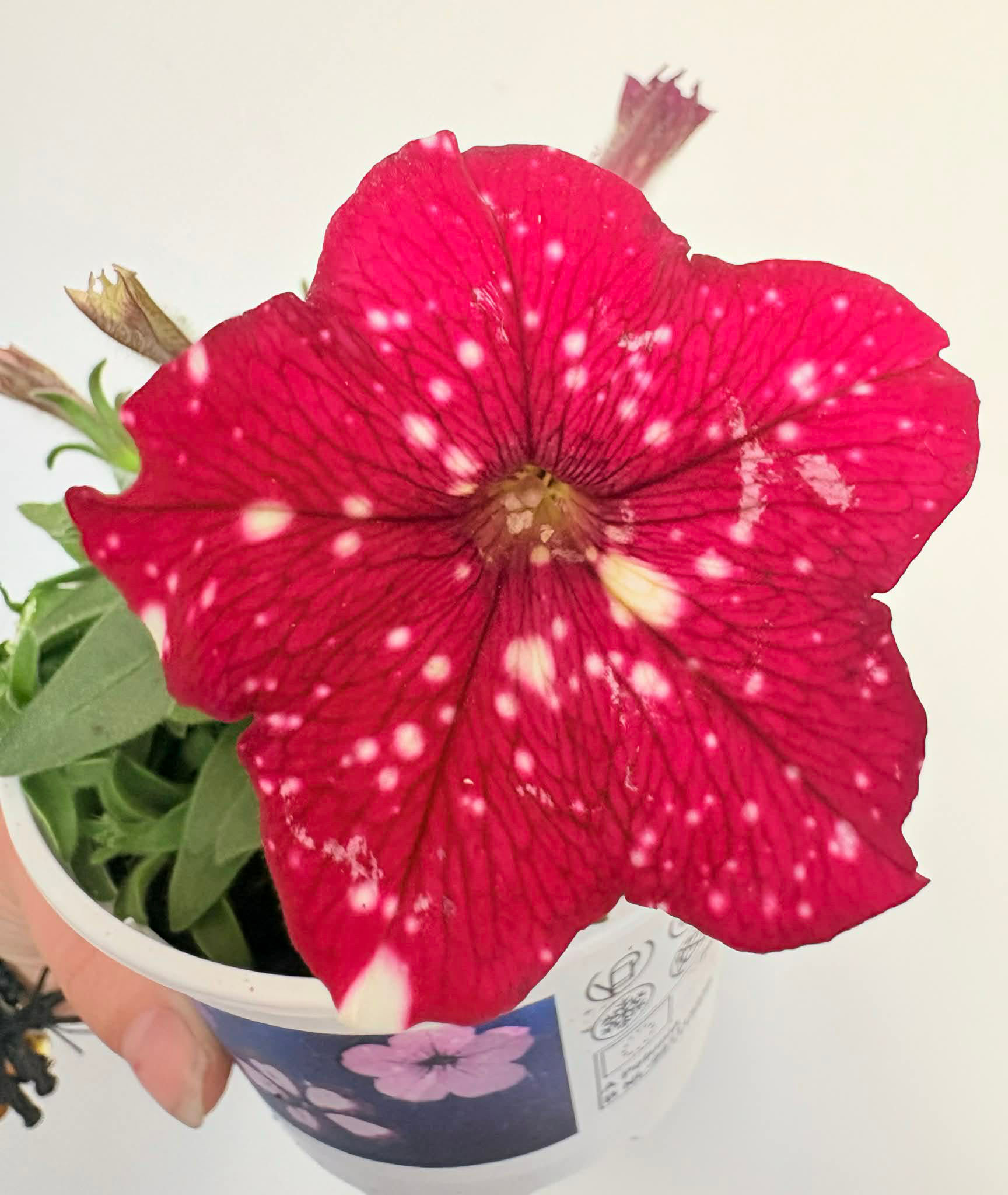 Petunia Cherry Sky