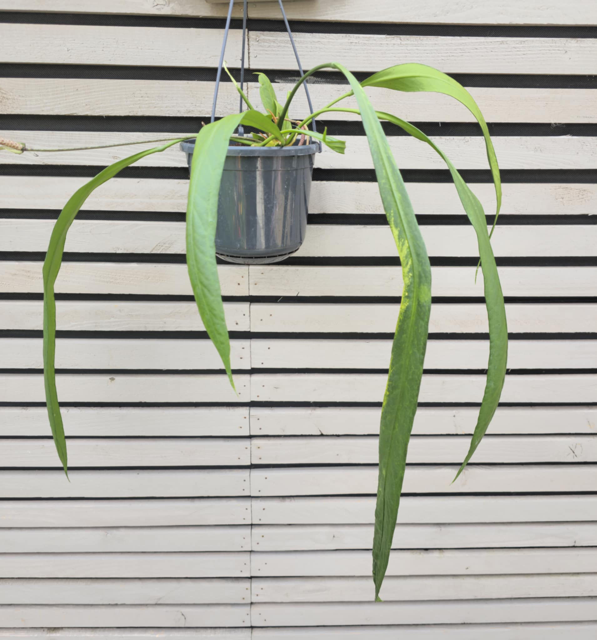 Anthurium Vittariifolium
