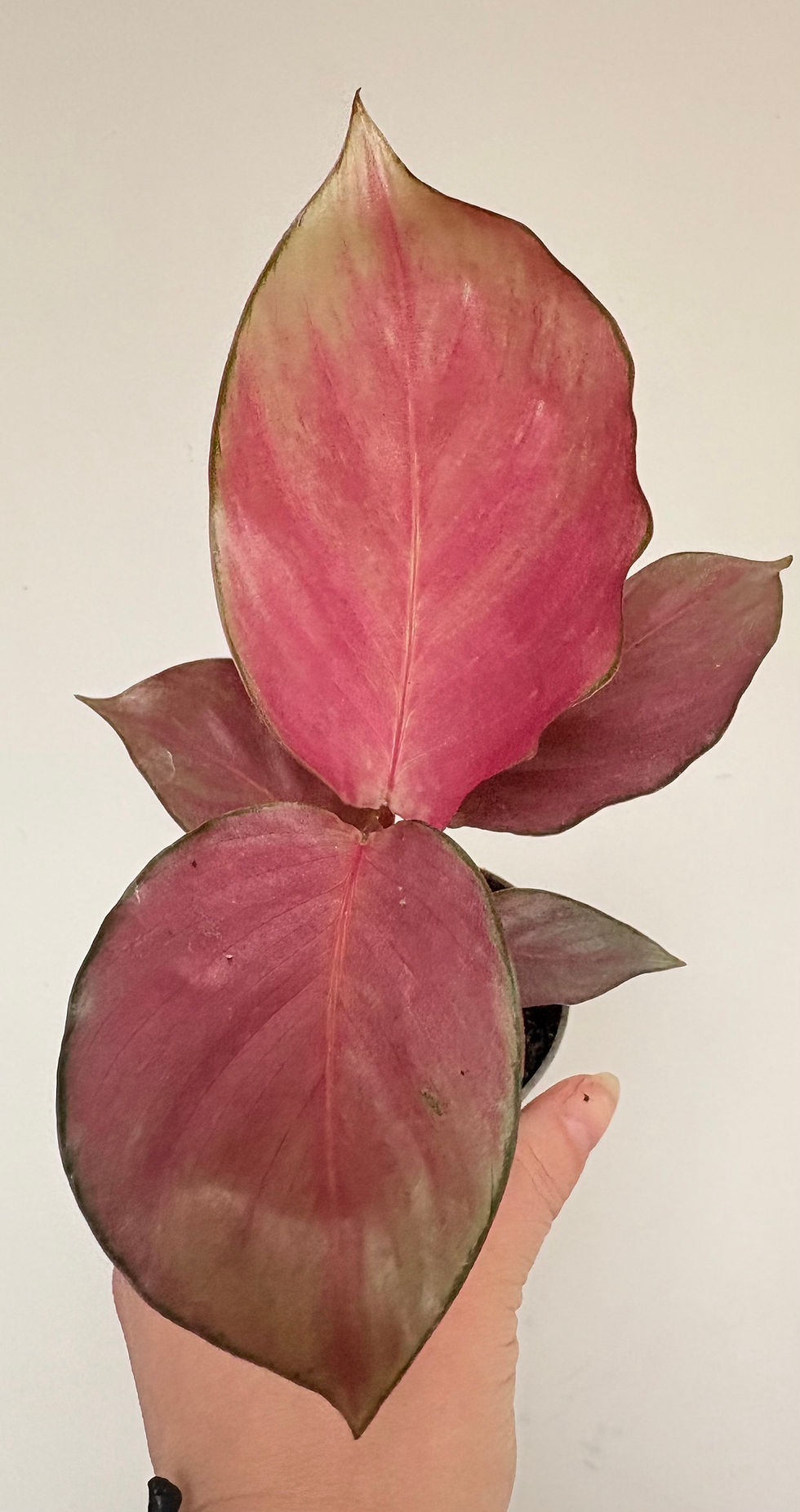 Calathea Rosepicta Silver Plate RARE tropical plant uk