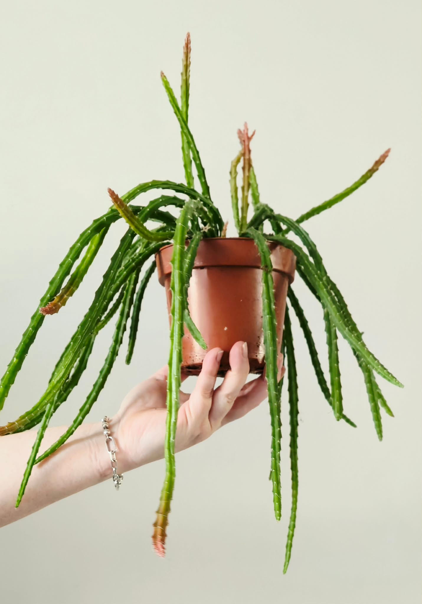 Aporocactus ‘Melanie’