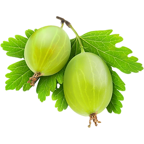 Stachelbeere Stachel beere, Beeren selber pflücken, Beerendorf, Beerendorf Hannover, Erdbeeren pflücken, Erdberpflücke, leckere beeren,, leckere Beeren, Hertells Beerendorf, Beerendorf, Hertell,, selber pflücken, selbstpflücke, region Hannover,