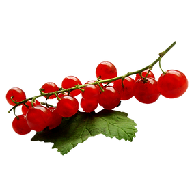 rote Johannisbeere, Johannisbeere, rote, , leckere Beeren, Hertells Beerendorf, Beerendorf, Hertell,, selber pflücken, selbstpflücke, region Hannover,