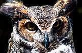 Great Horned Owl.jpg