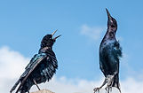 Boat-Tailed Grackle Display.jpg