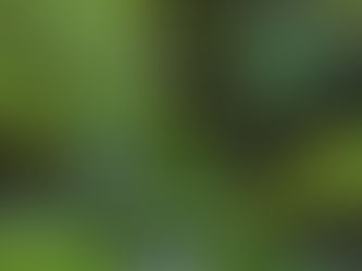 RAINFORESTS and how we can save them